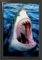 /album/galeria-de-fotos/pf-1834799-great-white-shark-posters-1-jpg1/